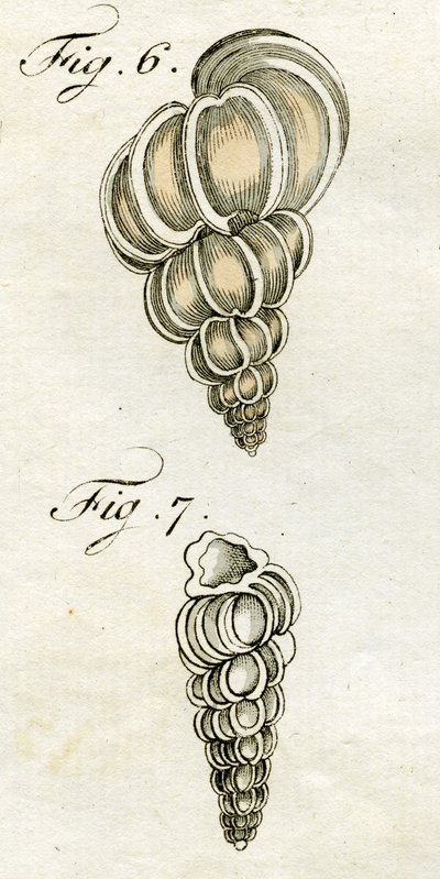 Illustration of Turbo Scalaris by Jacob Xavier Schmuzer